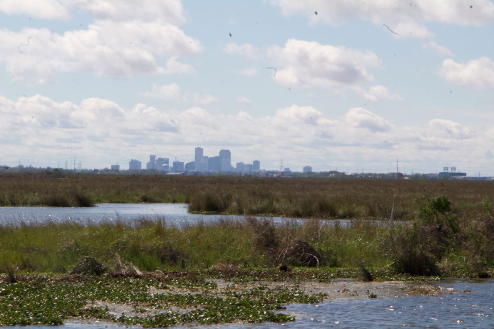 New Orleans skyline seen across the marsh of Bayou Bienvenue