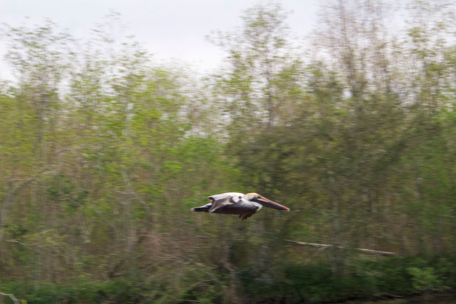 Brown pelican flying low over Bayou Bienvenue